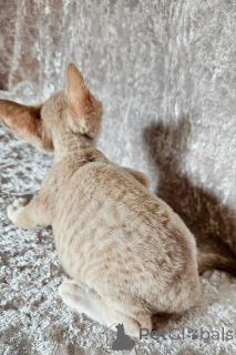 Photo №2 to announcement № 173243 for the sale of cornish rex - buy in Montenegro private announcement, breeder