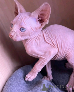 Photo №2 to announcement № 138831 for the sale of sphynx-katze - buy in Germany breeder