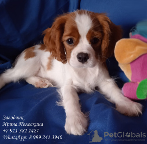 Photo №1. cavalier king charles spaniel - for sale in the city of St. Petersburg | negotiated | Announcement № 11578