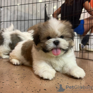 Photo №2 to announcement № 93495 for the sale of shih tzu - buy in United States 