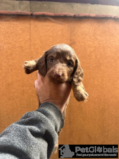 Photo №4. I will sell dachshund in the city of Нови Сад.  - price - 1129$