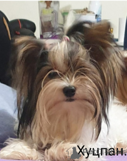 Photo №3. Yorkie Biewer puppies. Israel