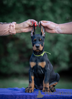 Photo №1. dobermann - for sale in the city of Belgrade | negotiated | Announcement № 119678