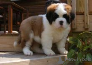 Photo №1. st. bernard - for sale in the city of Brussels | 258$ | Announcement № 156457