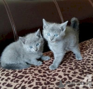 Photo №1. british shorthair - for sale in the city of Larchmont | negotiated | Announcement № 122123