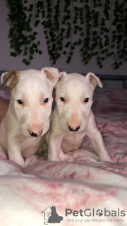 Photo №3. Ready to leave beautiful bull terriers. United States