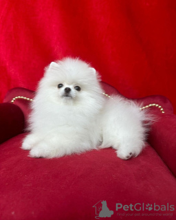 Additional photos: Pomeranian puppies