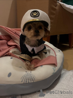 Photo №3. Јоркијски чистокрвни штенци. Montenegro