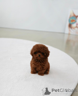 Photo №2 to announcement № 158132 for the sale of poodle (toy) - buy in Finland breeder