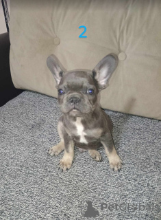 Additional photos: French bulldog puppies