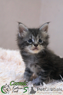 Photo №1. maine coon - for sale in the city of St. Petersburg | 810$ | Announcement № 15811