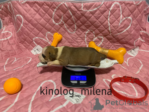 Photo №2 to announcement № 127731 for the sale of american bully - buy in Serbia private announcement, from nursery, breeder