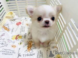 Photo №2 to announcement № 169267 for the sale of chihuahua - buy in Greece breeder