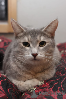 Additional photos: Affectionate and gentle Stasya is looking for a family!