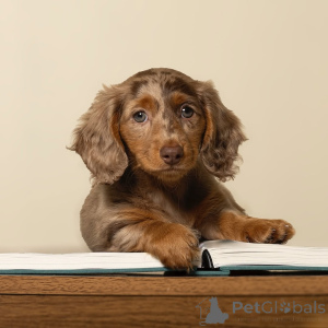 Photo №1. dachshund - for sale in the city of Helsinki | 516$ | Announcement № 164007
