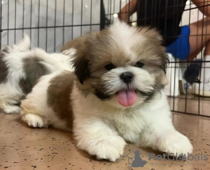 Photo №1. shih tzu - for sale in the city of Bern | 402$ | Announcement № 125756