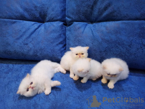 Photo №1. persian cat - for sale in the city of Dnipro | 92$ | Announcement № 11804