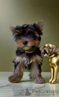 Additional photos: Yorkshire Terrier
