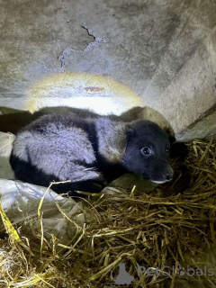 Photo №1. non-pedigree dogs - for sale in the city of Minsk | Is free | Announcement № 162829