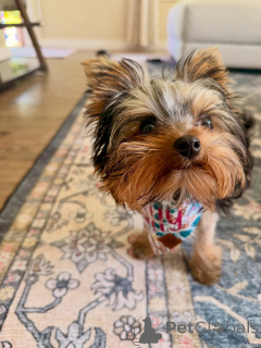 Photo №2 to announcement № 169362 for the sale of yorkshire terrier - buy in Finland private announcement