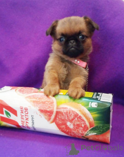 Photo №1. petit brabançon - for sale in the city of Moscow river | 612$ | Announcement № 162923