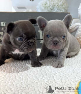 Photo №1. french bulldog - for sale in the city of Berlin | negotiated | Announcement № 124998