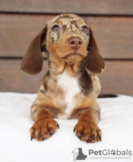 Photo №4. I will sell dachshund in the city of Freiburg. private announcement, from nursery, from the shelter, breeder - price - 634$