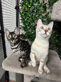 Photo №1. bengal cat - for sale in the city of Kloten | 706$ | Announcement № 152756