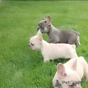 Photo №1. french bulldog - for sale in the city of Senta | negotiated | Announcement № 98304