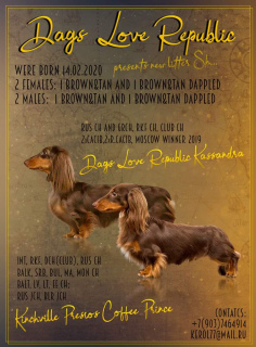 Photo №1. dachshund - for sale in the city of Zhukovsky | 1632$ | Announcement № 6429