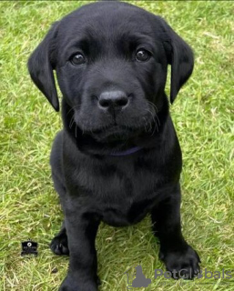 Photo №2 to announcement № 133283 for the sale of labrador retriever - buy in Belgium 