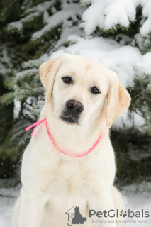 Photo №2 to announcement № 45060 for the sale of labrador retriever - buy in Russian Federation from nursery