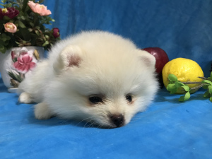 Additional photos: Pomeranian Spitz