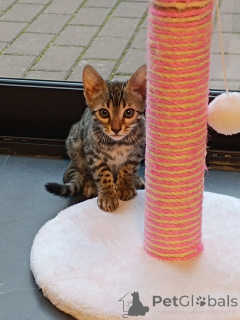Photo №3. Bengal kitten. Germany