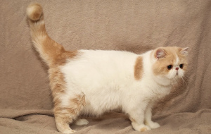 Photo №2 to announcement № 3908 for the sale of exotic shorthair - buy in Russian Federation from nursery