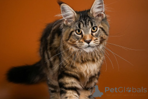 Photo №4. I will sell maine coon in the city of Aalen. breeder - price - negotiated