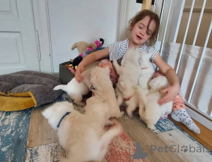 Photo №1. west highland white terrier - for sale in the city of Dresden | negotiated | Announcement № 170164