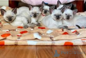 Photo №1. siamese cat - for sale in the city of Marseilles | 516$ | Announcement № 165922