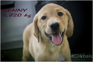 Photo №2 to announcement № 23950 for the sale of labrador retriever - buy in Poland breeder
