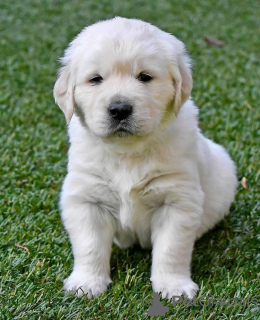 Photo №1. golden retriever - for sale in the city of Nuremberg | 423$ | Announcement № 100171