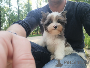 Photo №4. I will sell yorkshire terrier in the city of Minsk. from nursery, breeder - price - Is free
