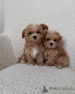Photo №3. Adorable Maltipoo Babies. Finland
