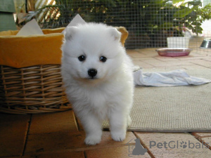 Photo №1. japanese spitz - for sale in the city of Berlin | 443$ | Announcement № 18735