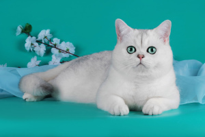 Photo №4. I will sell british shorthair in the city of St. Petersburg. from nursery, breeder - price - 354$