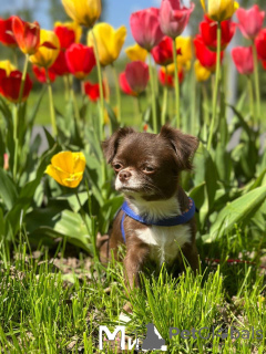 Photo №3. Chihuahua puppy. Germany
