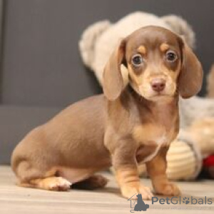 Photo №2 to announcement № 172237 for the sale of dachshund - buy in Germany private announcement