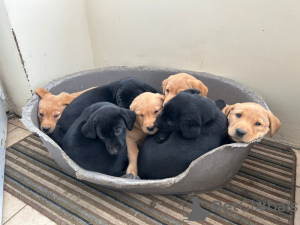 Photo №4. I will sell labrador retriever in the city of Дублин. private announcement - price - 424$
