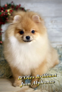 Photo №1. pomeranian - for sale in the city of Barcelona | Negotiated | Announcement № 4221