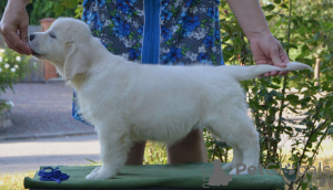 Additional photos: Selling Golden Retriever puppies PRA 1, PRA 2,ICHT. purely