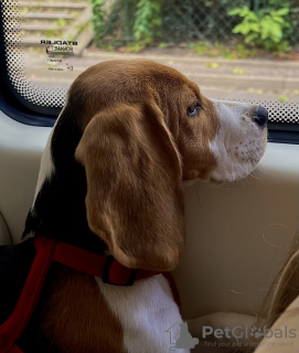 Photo №3. Beagle puppy. Poland